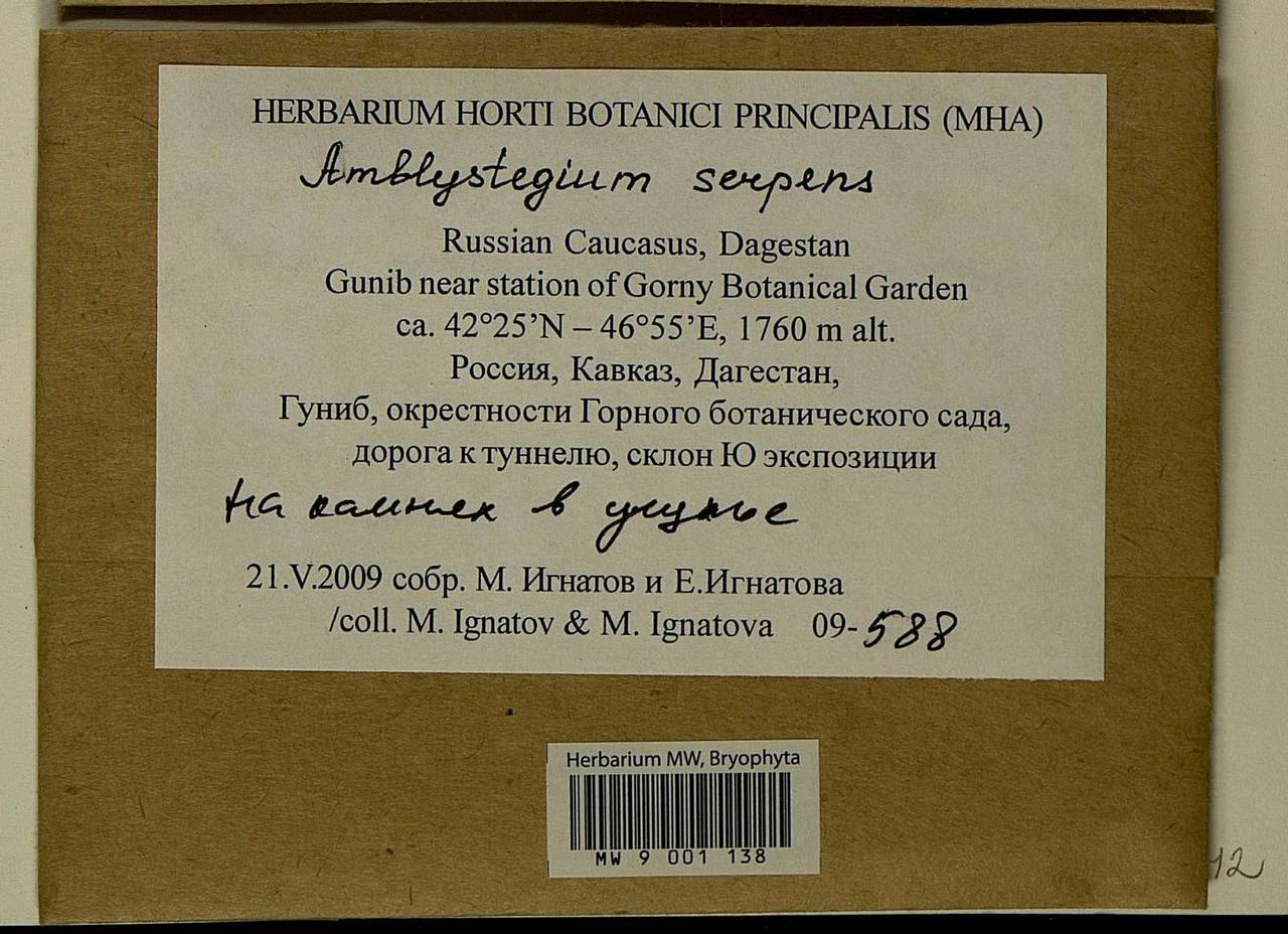 Amblystegium serpens (Hedw.) Schimp., Bryophytes, Bryophytes - North Caucasus & Ciscaucasia (B12) (Russia)