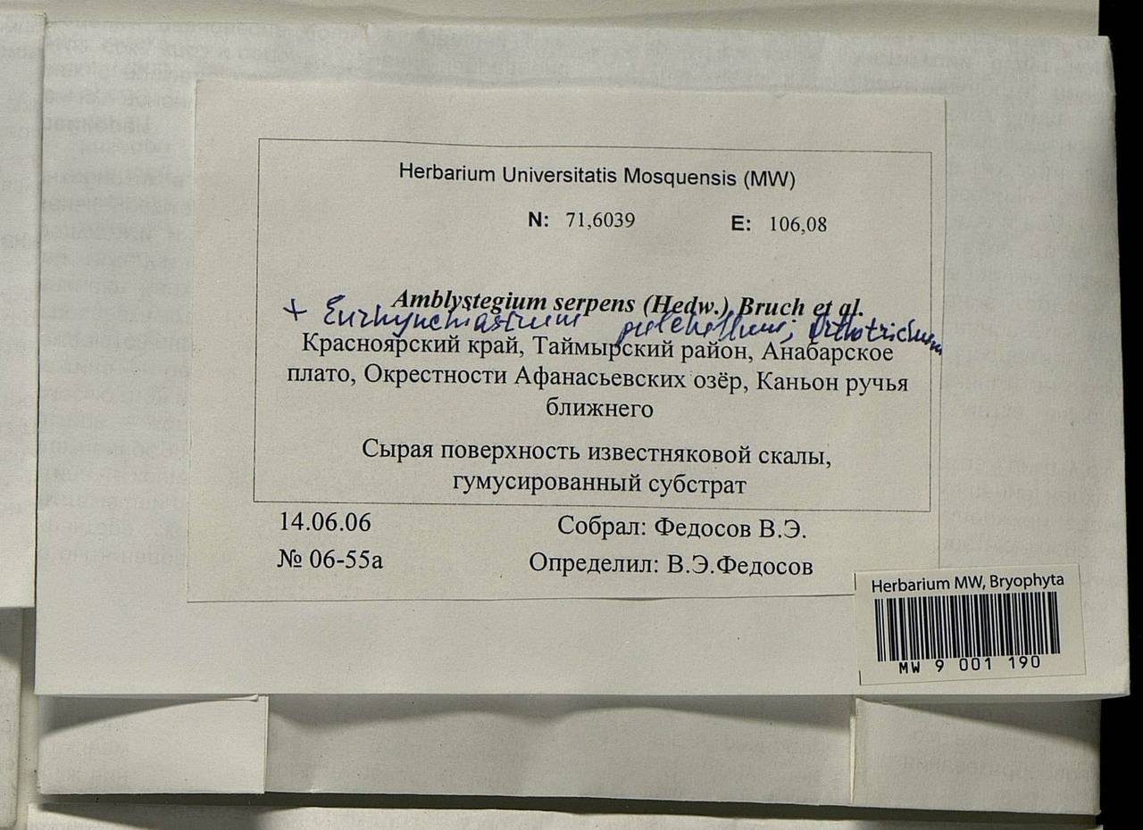 Amblystegium serpens (Hedw.) Schimp., Bryophytes, Bryophytes - Krasnoyarsk Krai, Tyva & Khakassia (B17) (Russia)