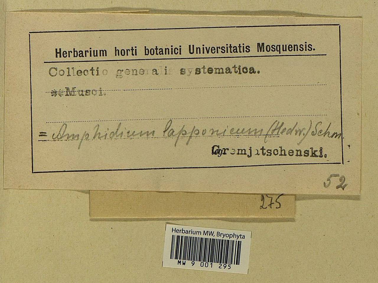 Amphidium lapponicum (Hedw.) Schimp., Bryophytes, Bryophytes (no precise locality) (B0)