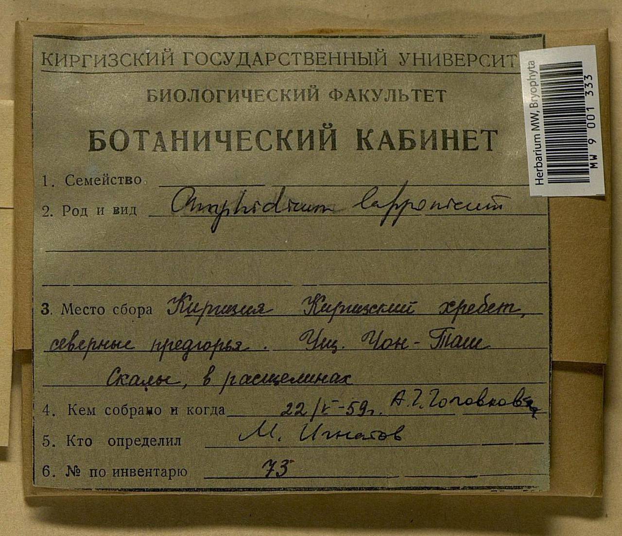 Amphidium lapponicum (Hedw.) Schimp., Bryophytes, Bryophytes - Middle Asia & Kazakhstan (B16) (Kyrgyzstan)