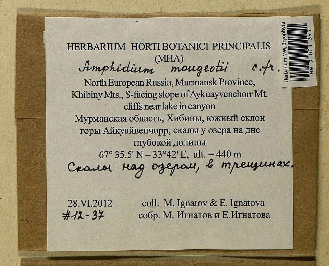 Amphidium mougeotii (Bruch & Schimp.) Schimp., Bryophytes, Bryophytes - Karelia, Leningrad & Murmansk Oblasts (B4) (Russia)