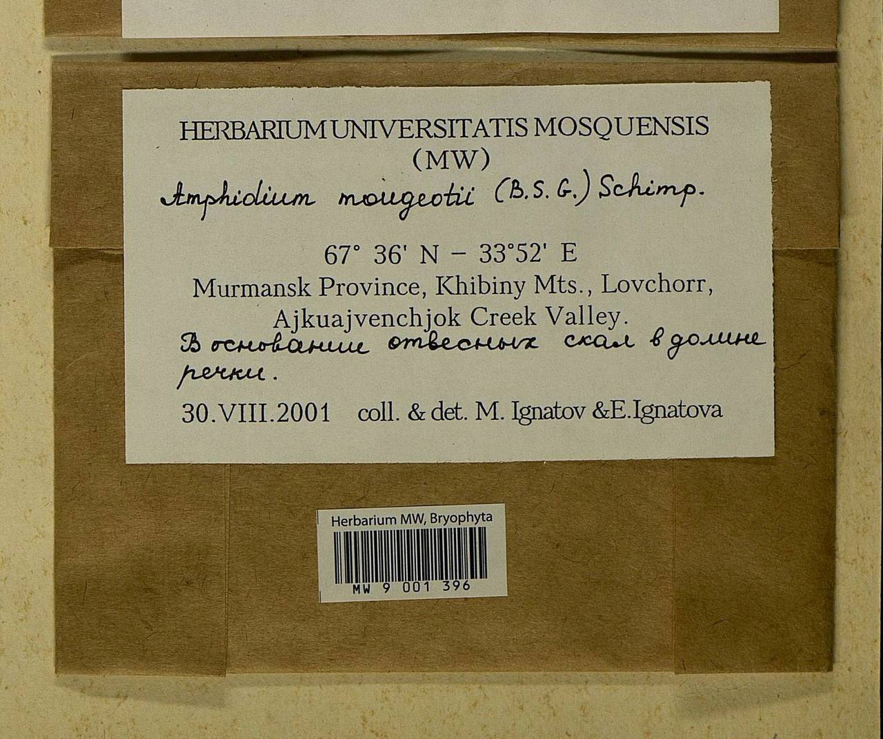 Amphidium mougeotii (Bruch & Schimp.) Schimp., Bryophytes, Bryophytes - Karelia, Leningrad & Murmansk Oblasts (B4) (Russia)