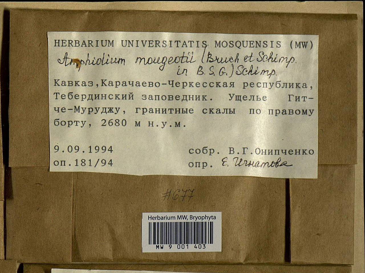 Amphidium mougeotii (Bruch & Schimp.) Schimp., Bryophytes, Bryophytes - North Caucasus & Ciscaucasia (B12) (Russia)