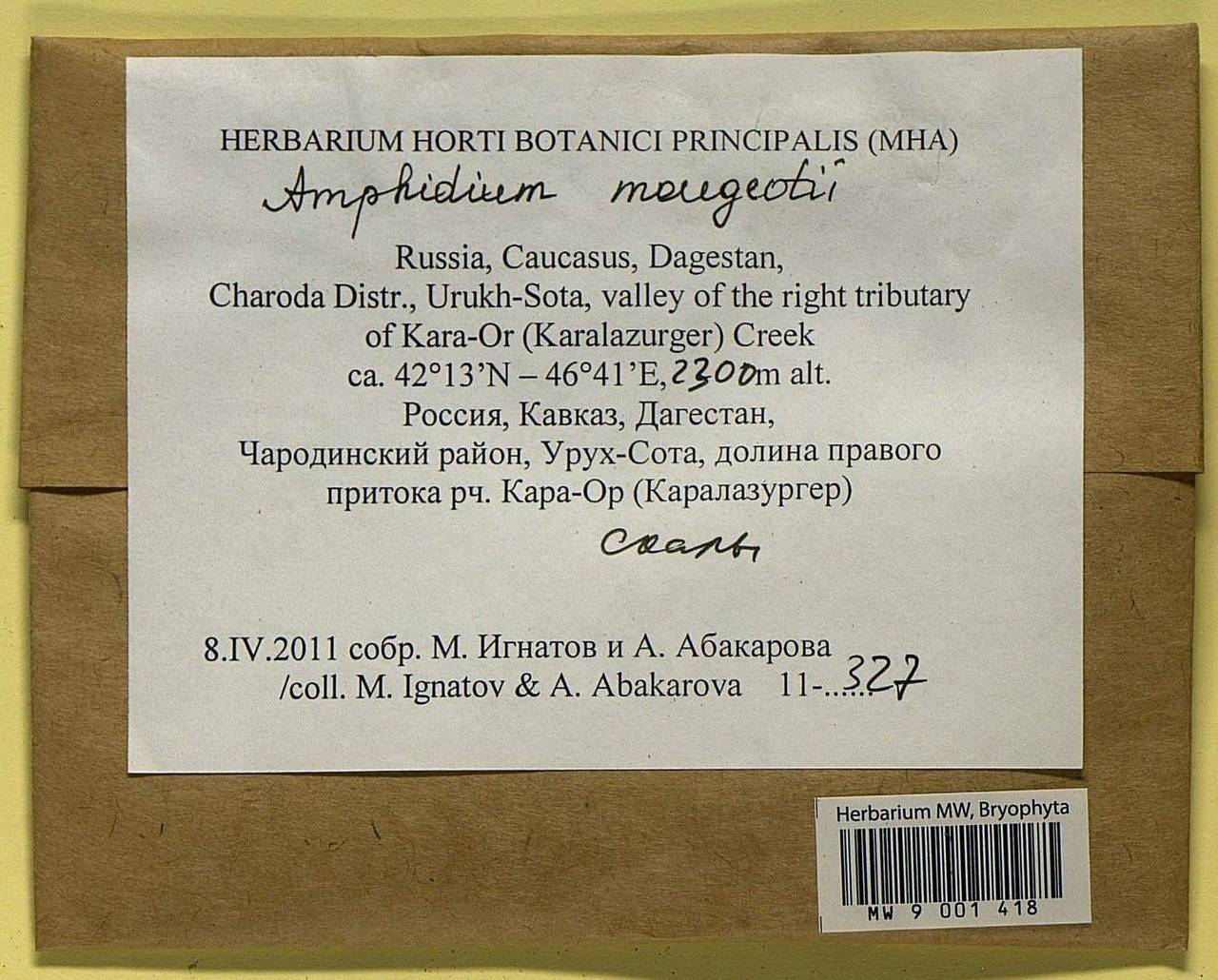 Amphidium mougeotii (Bruch & Schimp.) Schimp., Bryophytes, Bryophytes - North Caucasus & Ciscaucasia (B12) (Russia)