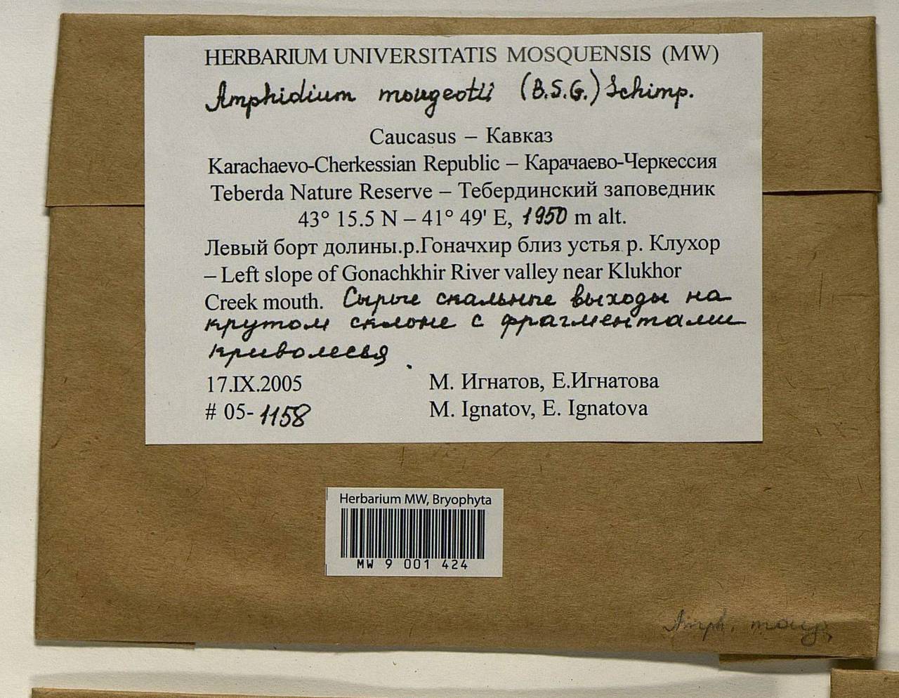 Amphidium mougeotii (Bruch & Schimp.) Schimp., Bryophytes, Bryophytes - North Caucasus & Ciscaucasia (B12) (Russia)
