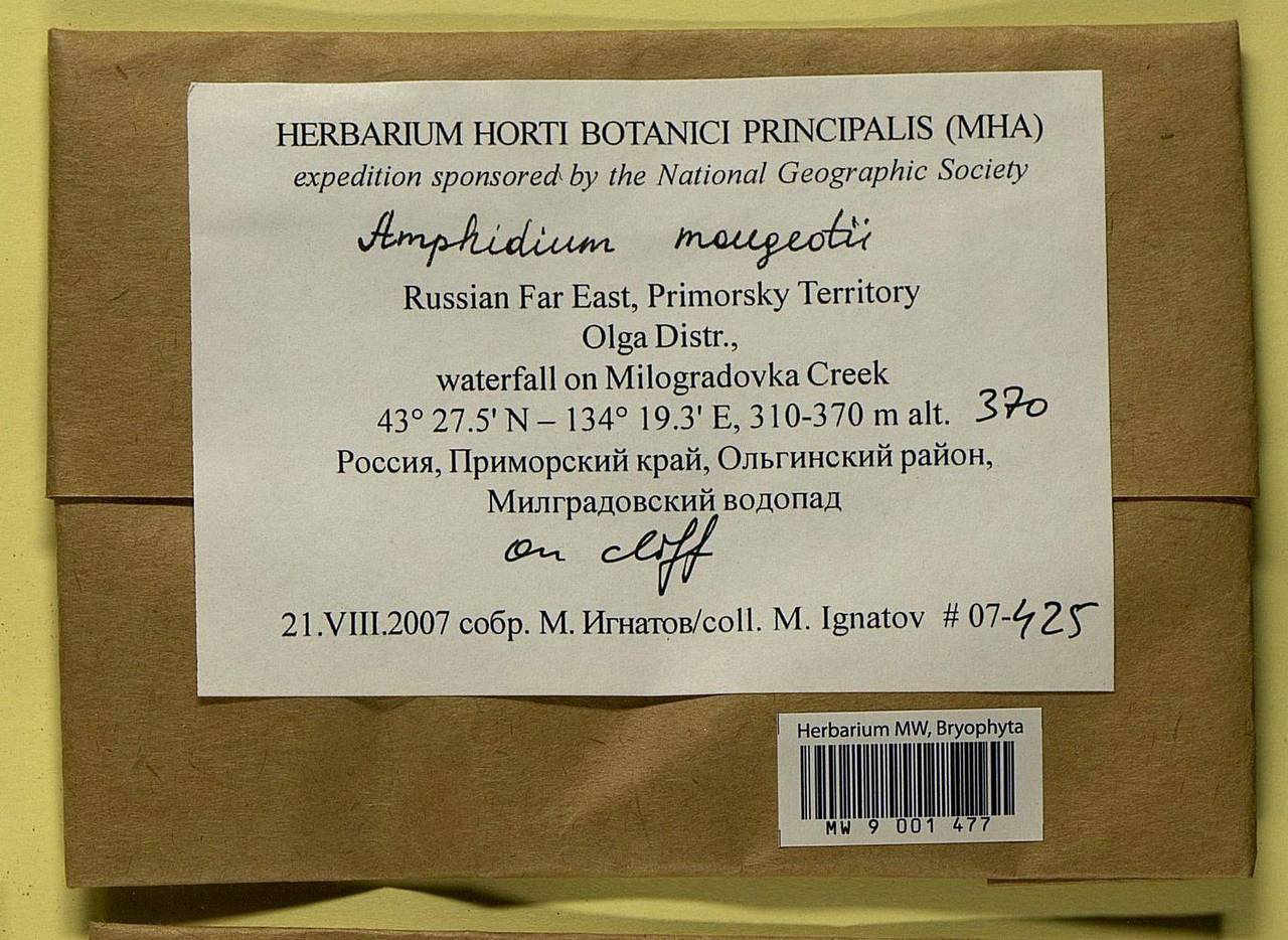Amphidium mougeotii (Bruch & Schimp.) Schimp., Bryophytes, Bryophytes - Russian Far East (excl. Chukotka & Kamchatka) (B20) (Russia)