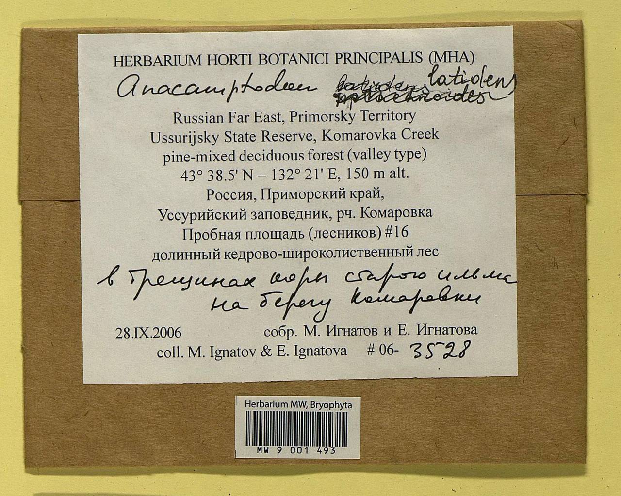 Anacamptodon latidens (Besch.) Broth., Bryophytes, Bryophytes - Russian Far East (excl. Chukotka & Kamchatka) (B20) (Russia)