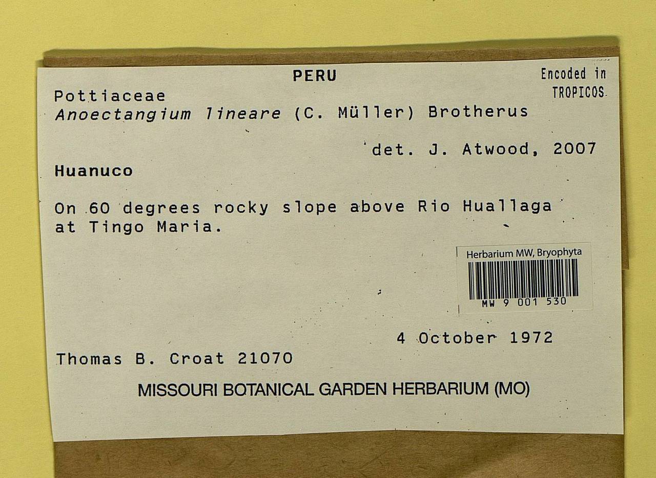 Anoectangium stracheyanum Mitt., Bryophytes, Bryophytes - America (BAm) (Peru)