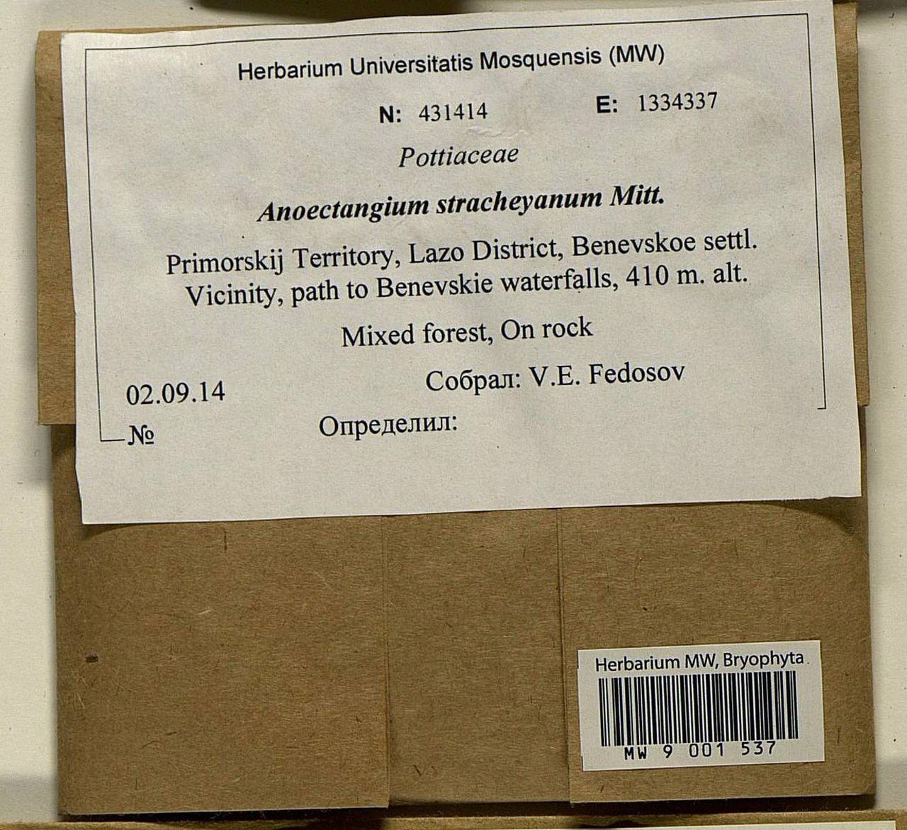 Anoectangium stracheyanum Mitt., Bryophytes, Bryophytes - Russian Far East (excl. Chukotka & Kamchatka) (B20) (Russia)