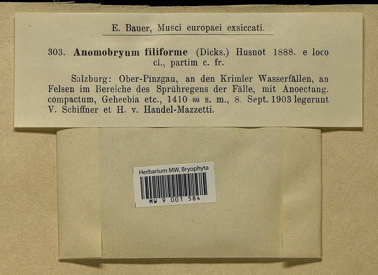 Anomobryum julaceum (Schrad. ex G. Gaertn., B. Mey. & Scherb.) Schimp., Bryophytes, Bryophytes - Western Europe (BEu) (Austria)