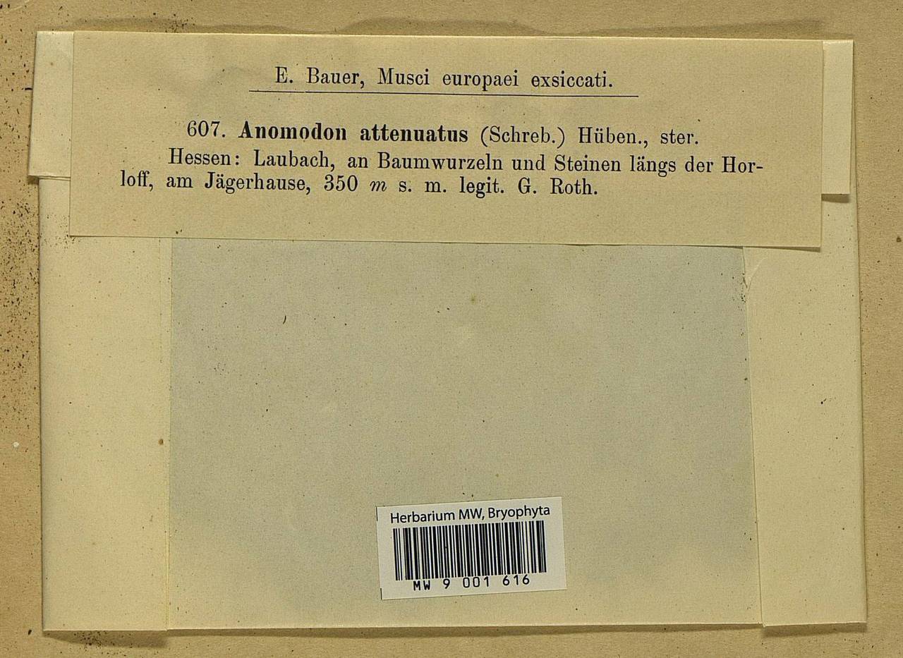 Pseudanomodon attenuatus (Hedw.) Ignatov & Fedosov, Bryophytes, Bryophytes - Western Europe (BEu) (Germany)