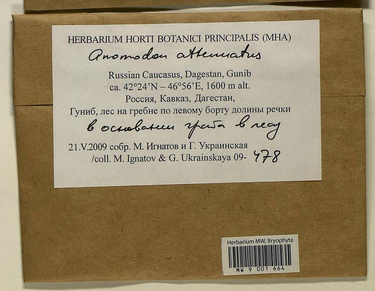 Pseudanomodon attenuatus (Hedw.) Ignatov & Fedosov, Bryophytes, Bryophytes - North Caucasus & Ciscaucasia (B12) (Russia)