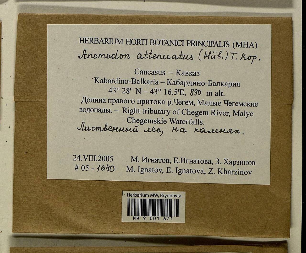 Pseudanomodon attenuatus (Hedw.) Ignatov & Fedosov, Bryophytes, Bryophytes - North Caucasus & Ciscaucasia (B12) (Russia)