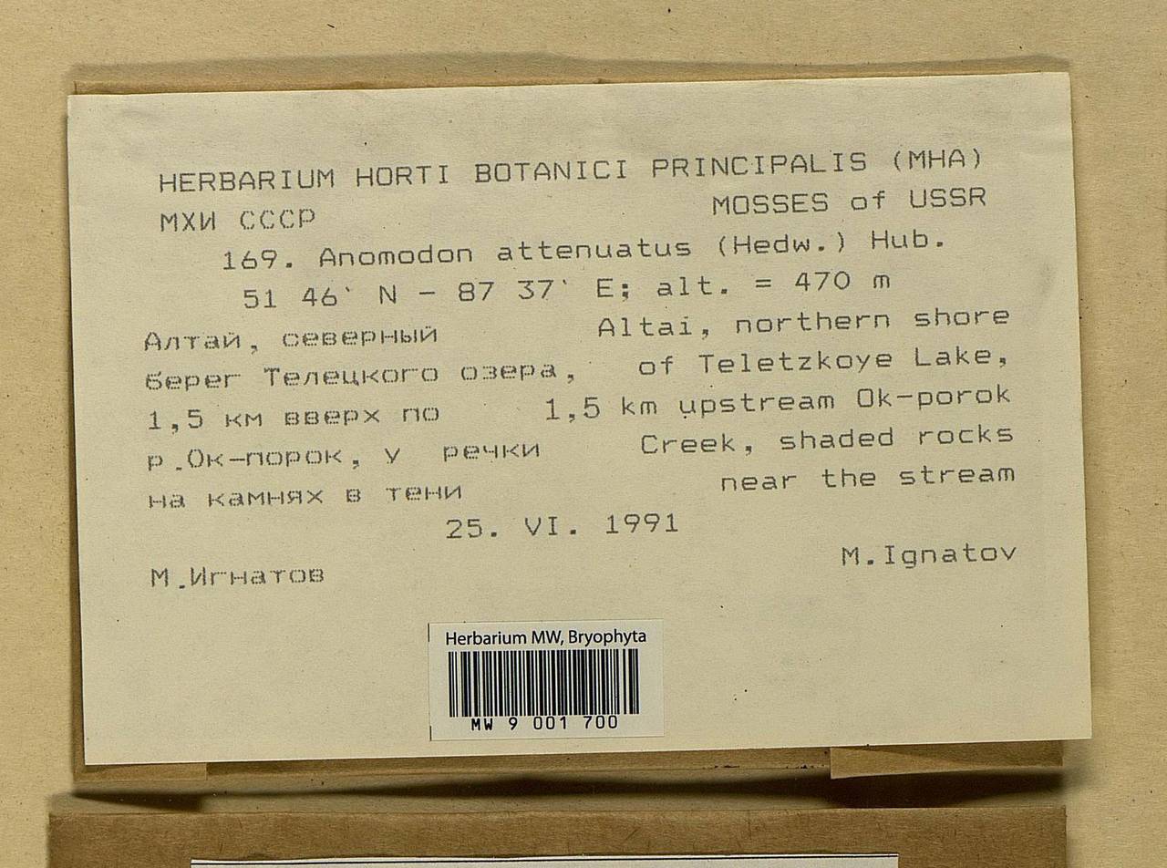 Pseudanomodon attenuatus (Hedw.) Ignatov & Fedosov, Bryophytes, Bryophytes - Western Siberia (including Altai) (B15) (Russia)