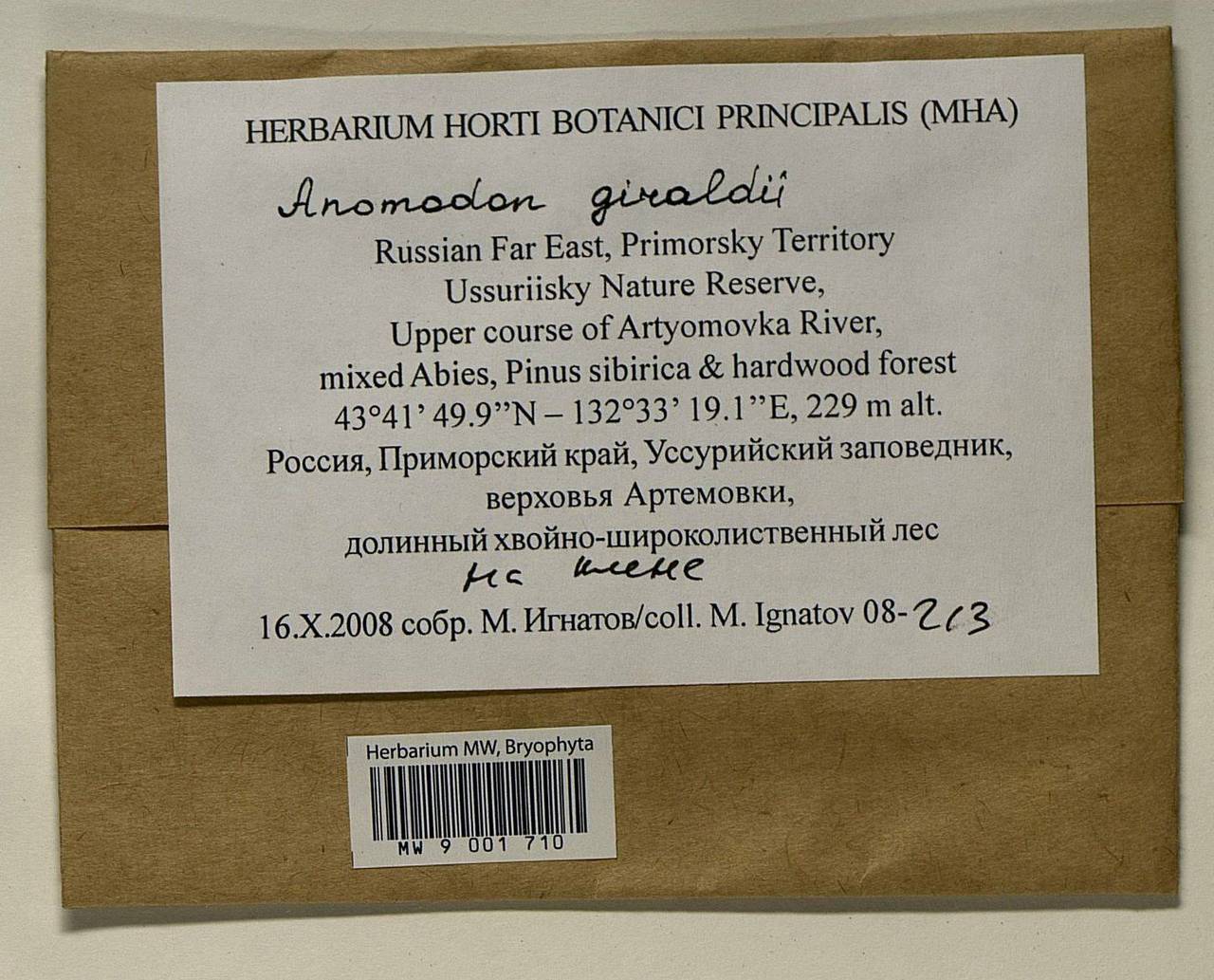 Pseudanomodon giraldii (Müll. Hal.) Ignatov & Fedosov, Bryophytes, Bryophytes - Russian Far East (excl. Chukotka & Kamchatka) (B20) (Russia)