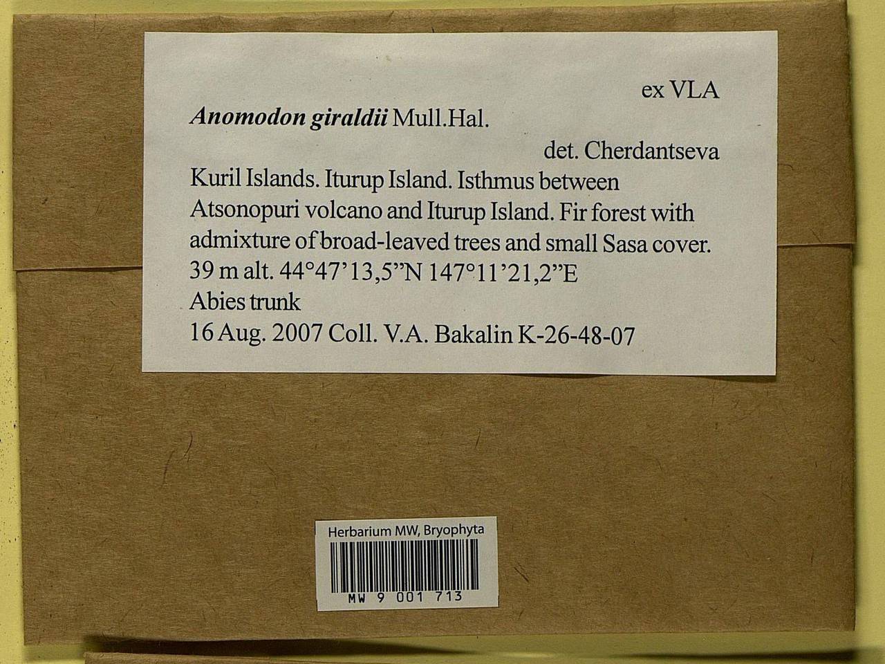 Pseudanomodon giraldii (Müll. Hal.) Ignatov & Fedosov, Bryophytes, Bryophytes - Russian Far East (excl. Chukotka & Kamchatka) (B20) (Russia)