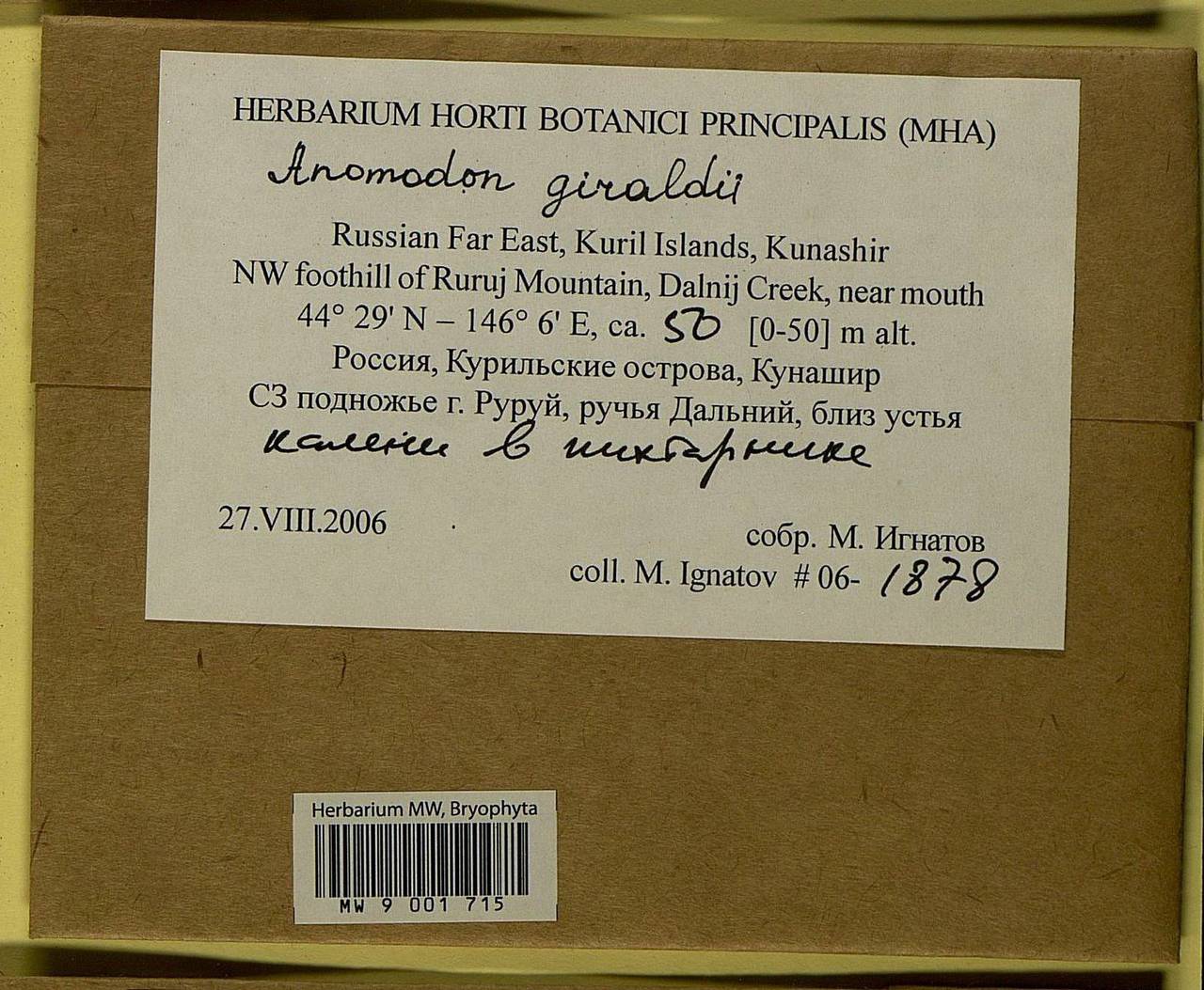 Pseudanomodon giraldii (Müll. Hal.) Ignatov & Fedosov, Bryophytes, Bryophytes - Russian Far East (excl. Chukotka & Kamchatka) (B20) (Russia)