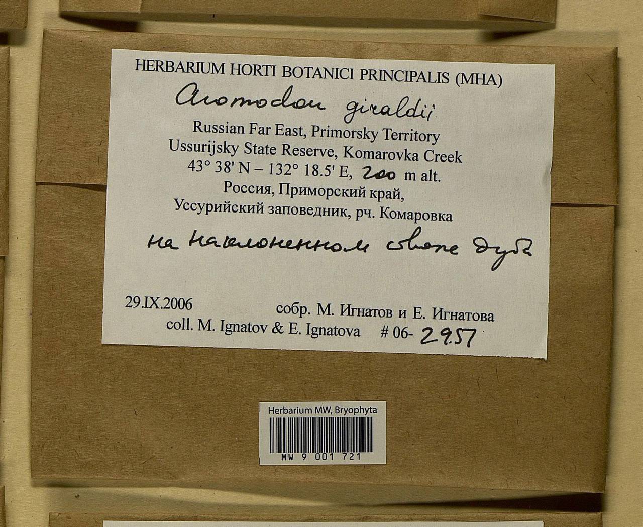 Pseudanomodon giraldii (Müll. Hal.) Ignatov & Fedosov, Bryophytes, Bryophytes - Russian Far East (excl. Chukotka & Kamchatka) (B20) (Russia)