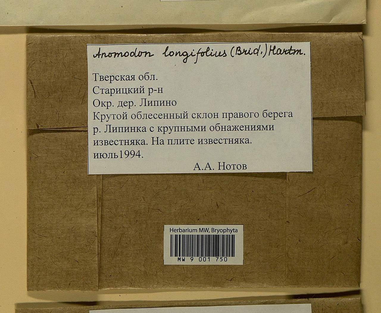 Anomodontella longifolia (Schleich. ex Brid.) Ignatov & Fedosov, Bryophytes, Bryophytes - Middle Russia (B6) (Russia)