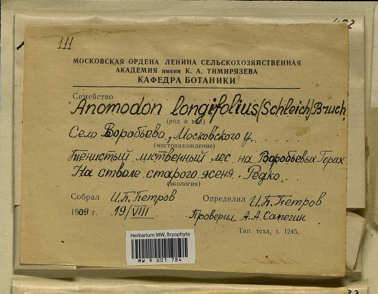 Anomodontella longifolia (Schleich. ex Brid.) Ignatov & Fedosov, Bryophytes, Bryophytes - Moscow City & Moscow Oblast (B6a) (Russia)