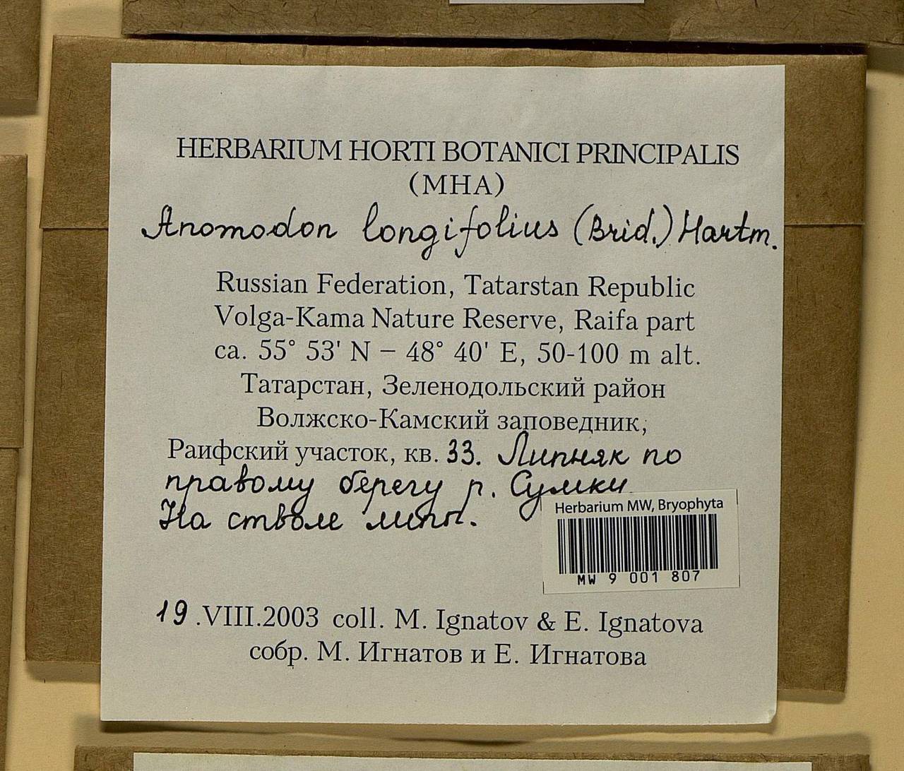 Anomodontella longifolia (Schleich. ex Brid.) Ignatov & Fedosov, Bryophytes, Bryophytes - Middle Volga (B9) (Russia)