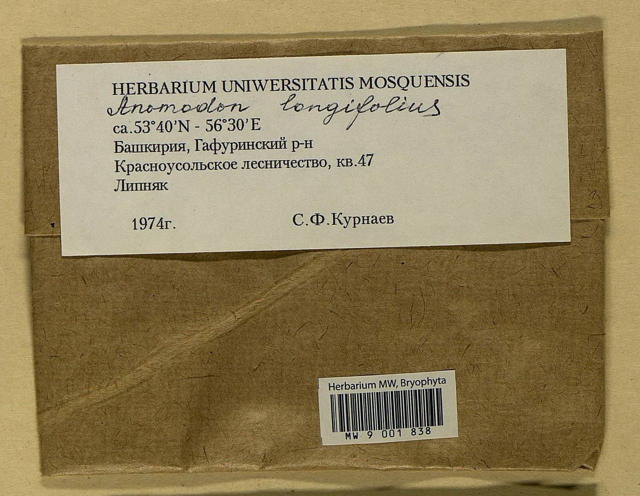 Anomodontella longifolia (Schleich. ex Brid.) Ignatov & Fedosov, Bryophytes, Bryophytes - South Urals (B14) (Russia)