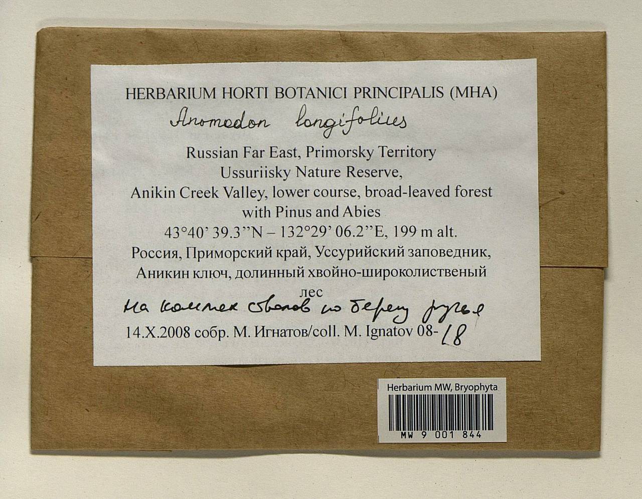 Anomodontella longifolia (Schleich. ex Brid.) Ignatov & Fedosov, Bryophytes, Bryophytes - Russian Far East (excl. Chukotka & Kamchatka) (B20) (Russia)