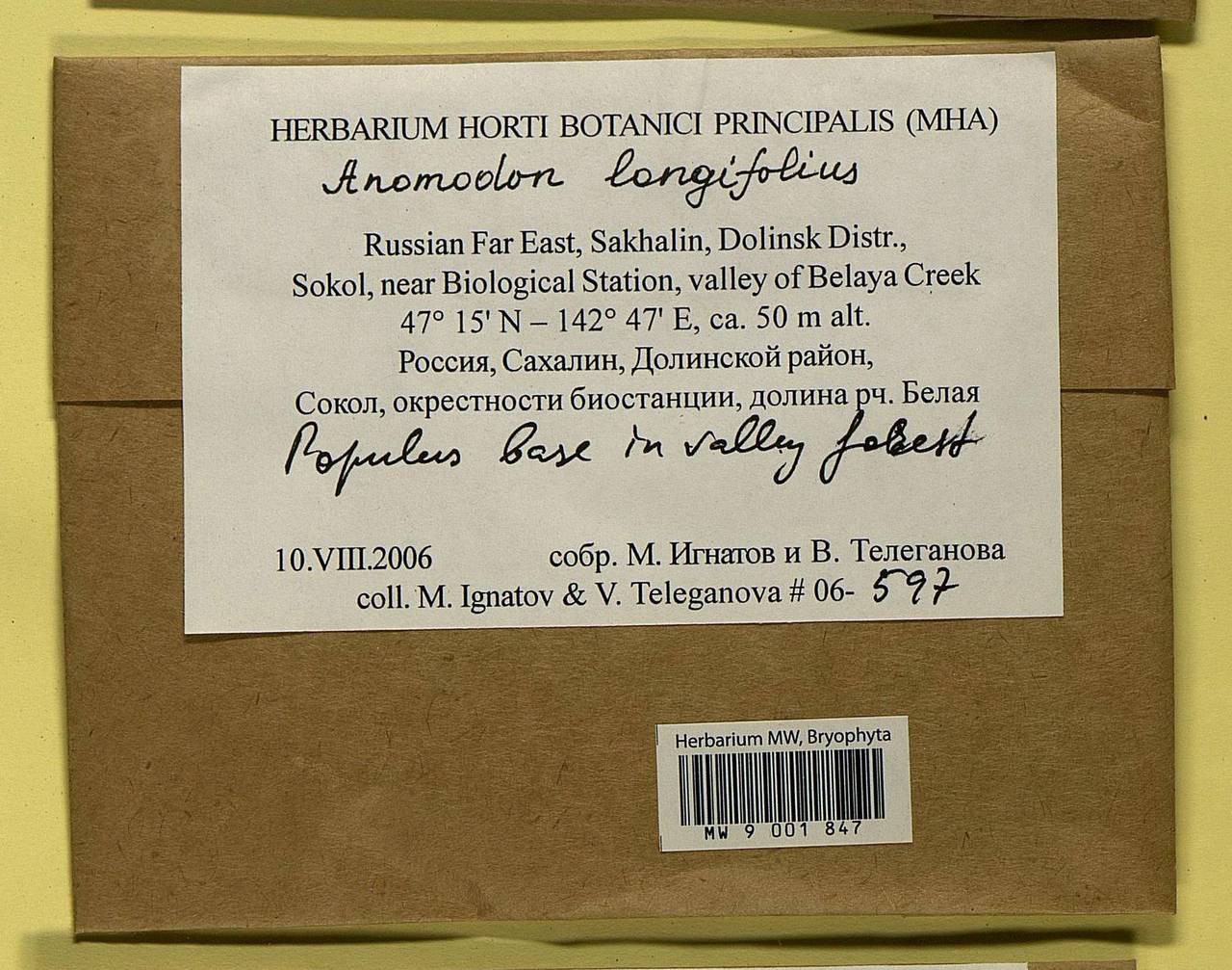 Anomodontella longifolia (Schleich. ex Brid.) Ignatov & Fedosov, Bryophytes, Bryophytes - Russian Far East (excl. Chukotka & Kamchatka) (B20) (Russia)