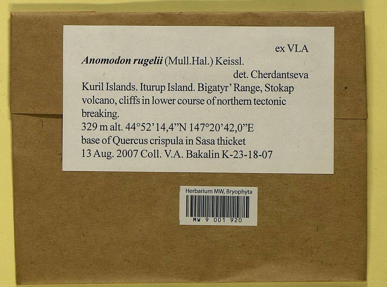 Anomodontopsis rugelii (Müll. Hal.) Ignatov & Fedosov, Bryophytes, Bryophytes - Russian Far East (excl. Chukotka & Kamchatka) (B20) (Russia)