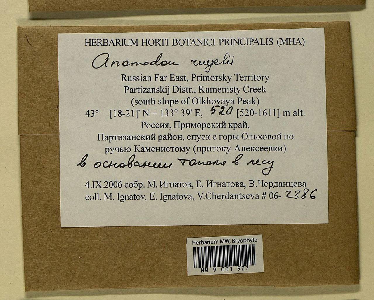 Anomodontopsis rugelii (Müll. Hal.) Ignatov & Fedosov, Bryophytes, Bryophytes - Russian Far East (excl. Chukotka & Kamchatka) (B20) (Russia)