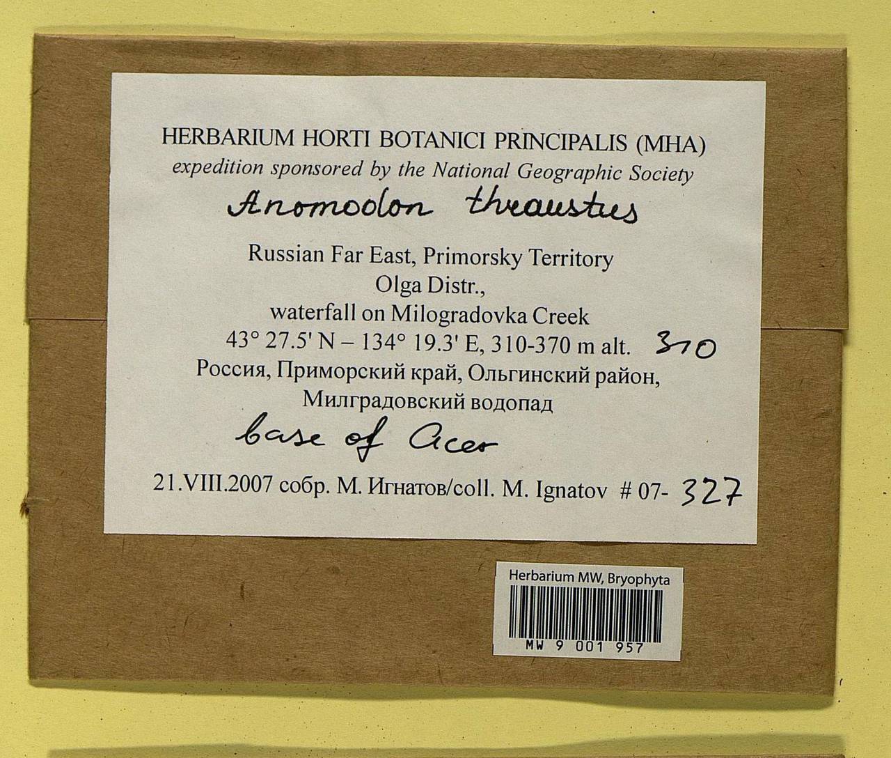 Anomodon thraustus Müll. Hal., Bryophytes, Bryophytes - Russian Far East (excl. Chukotka & Kamchatka) (B20) (Russia)