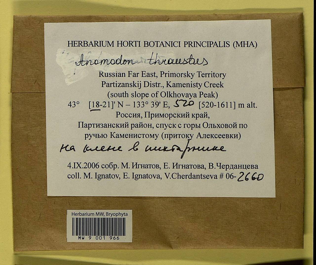 Anomodon thraustus Müll. Hal., Bryophytes, Bryophytes - Russian Far East (excl. Chukotka & Kamchatka) (B20) (Russia)