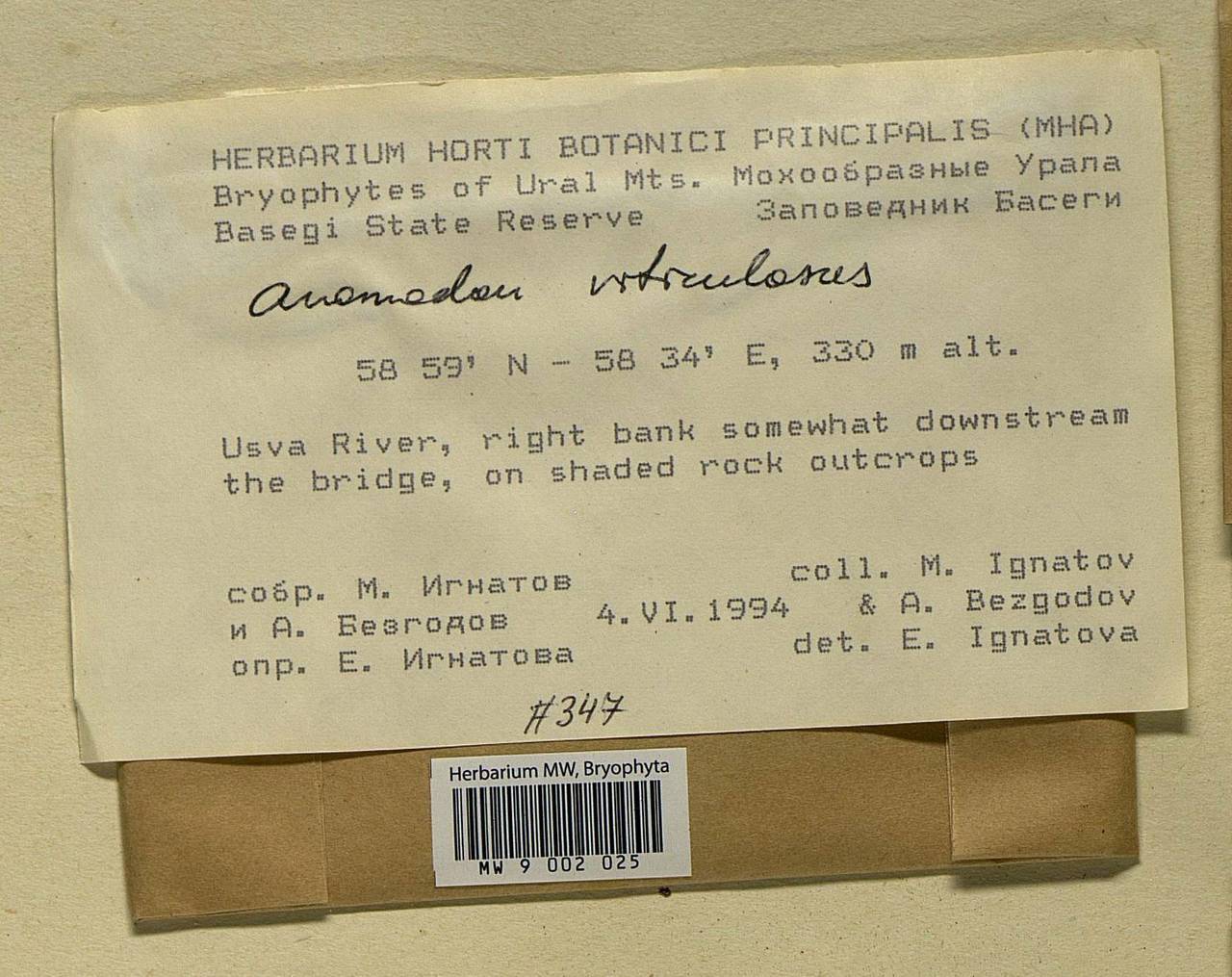 Anomodon viticulosus (Hedw.) Hook. & Taylor, Bryophytes, Bryophytes - Permsky Krai, Udmurt Republic, Sverdlovsk & Kirov Oblasts (B8) (Russia)