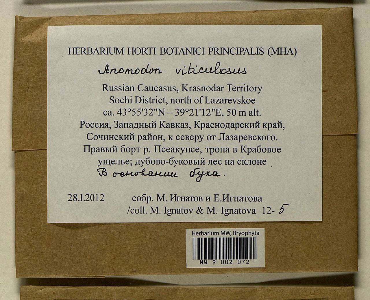 Anomodon viticulosus (Hedw.) Hook. & Taylor, Bryophytes, Bryophytes - North Caucasus & Ciscaucasia (B12) (Russia)