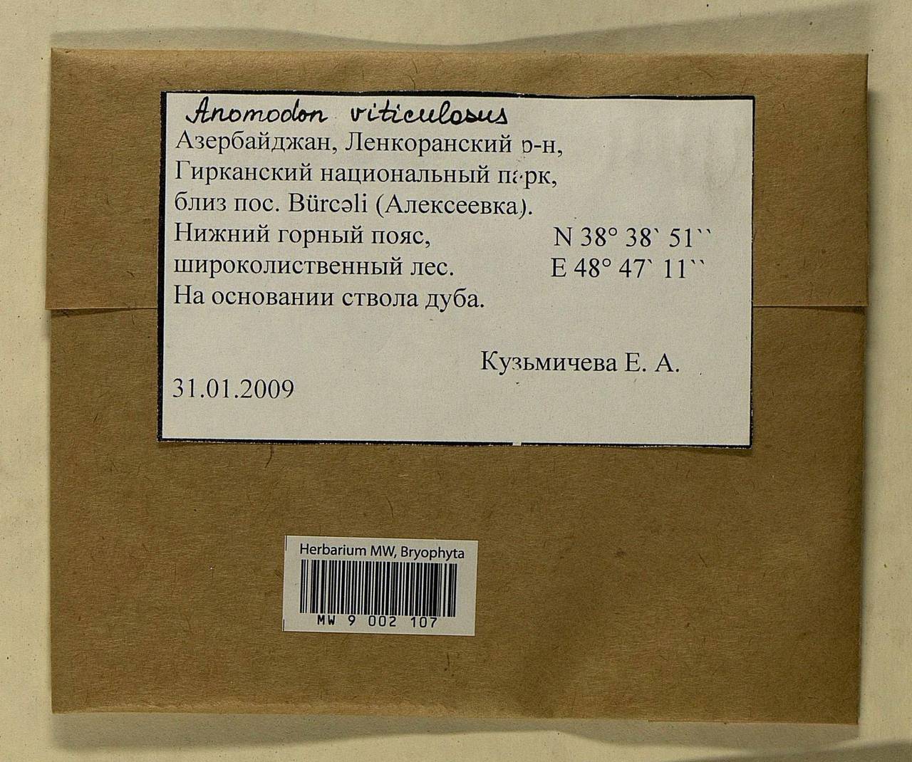 Anomodon viticulosus (Hedw.) Hook. & Taylor, Bryophytes, Bryophytes - Transcaucasia (B13) (Azerbaijan)