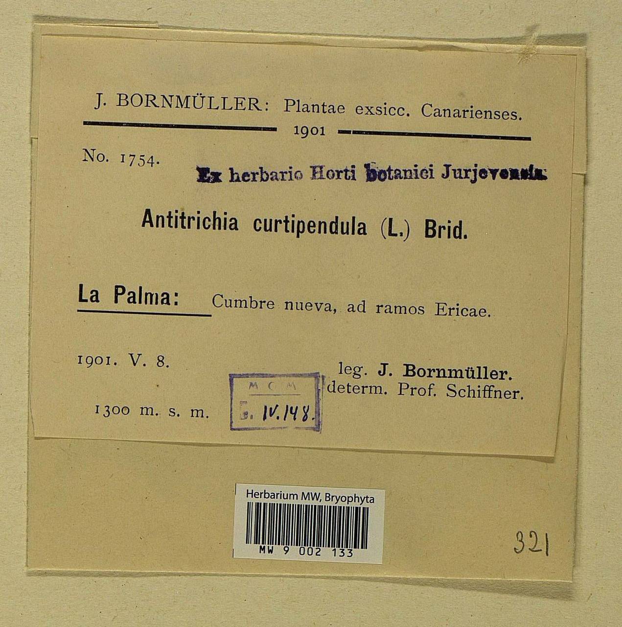 Antitrichia curtipendula (Hedw.) Brid., Bryophytes, Bryophytes - Macaronesia (BMc) (Spain)