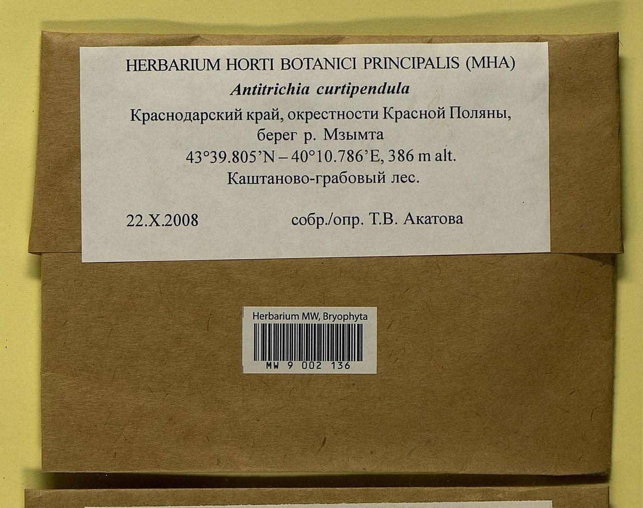 Antitrichia curtipendula (Hedw.) Brid., Bryophytes, Bryophytes - North Caucasus & Ciscaucasia (B12) (Russia)