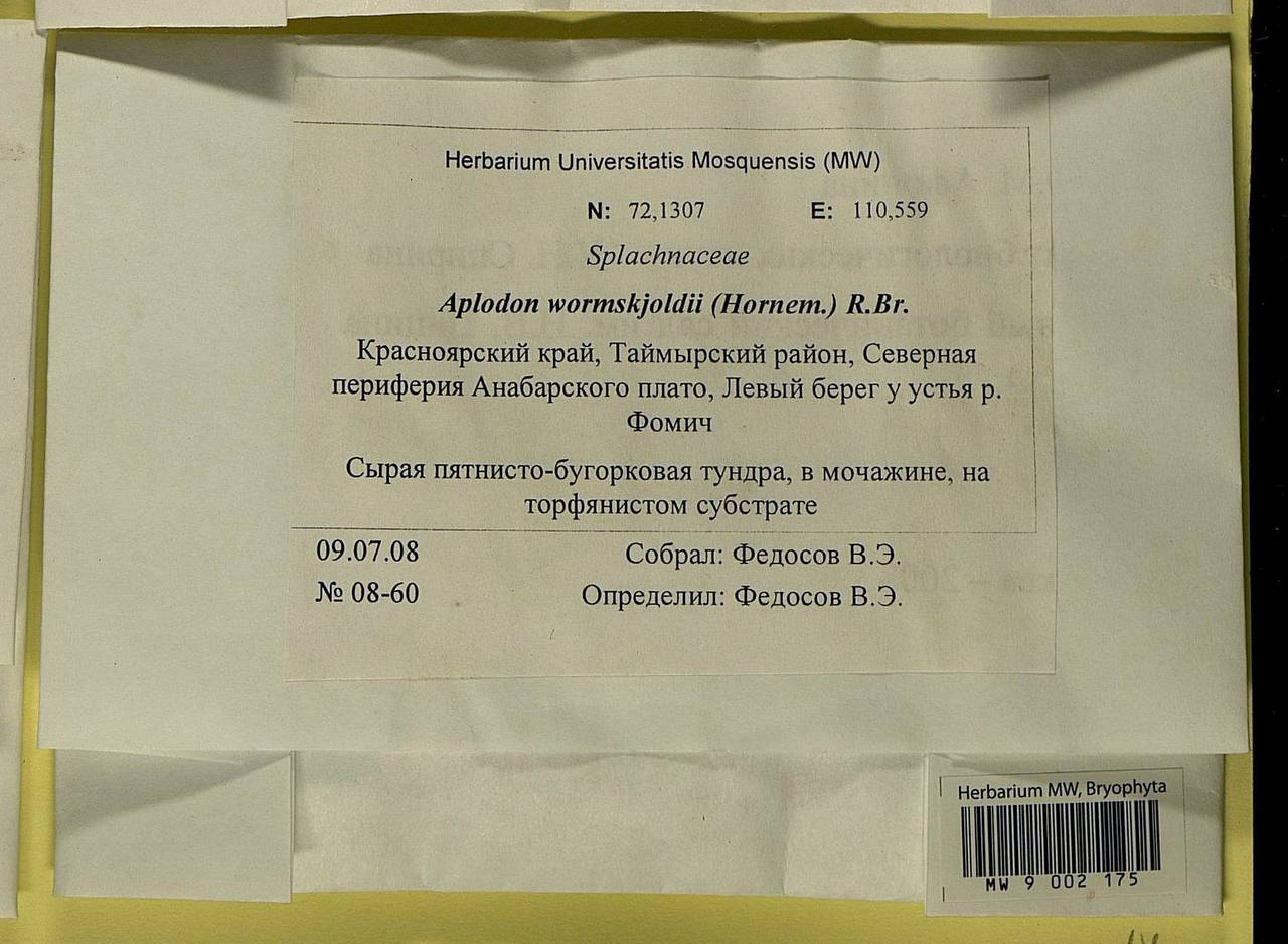 Aplodon wormskioldii (Hornem.) R. Br., Bryophytes, Bryophytes - Krasnoyarsk Krai, Tyva & Khakassia (B17) (Russia)