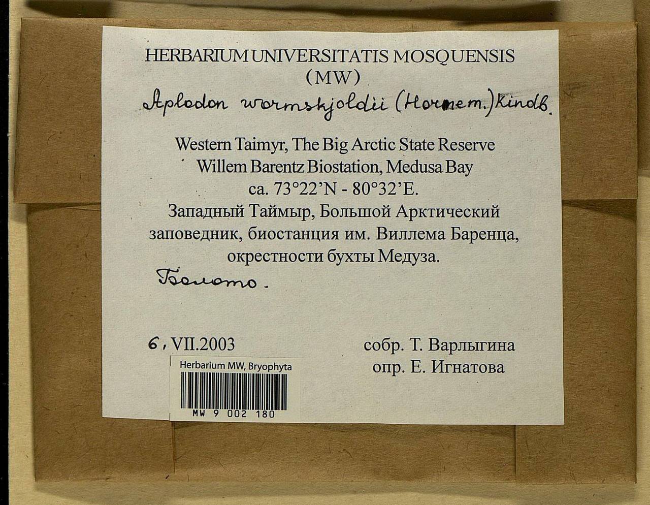 Aplodon wormskioldii (Hornem.) R. Br., Bryophytes, Bryophytes - Krasnoyarsk Krai, Tyva & Khakassia (B17) (Russia)