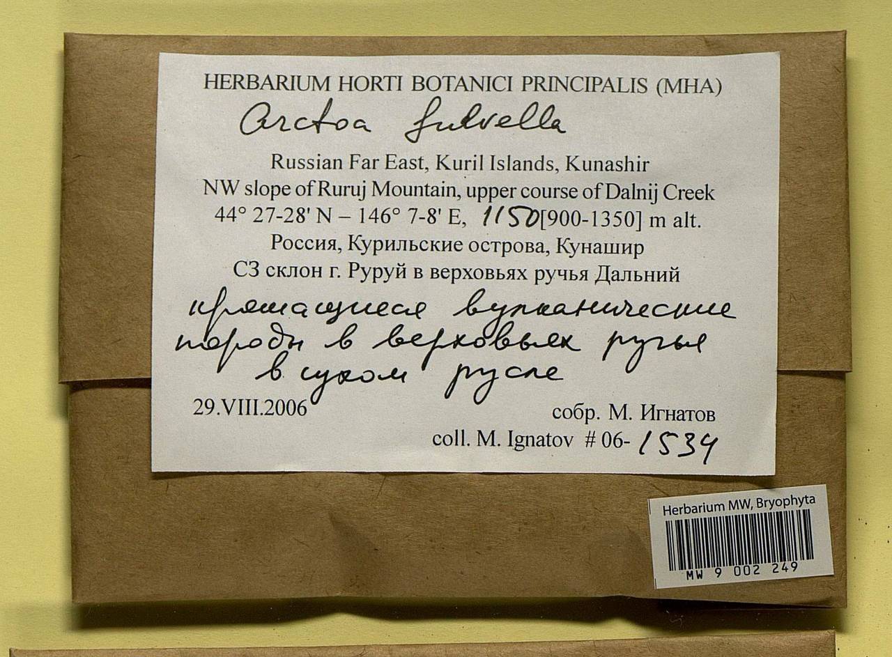 Arctoa fulvella (Dicks.) Bruch & Schimp., Bryophytes, Bryophytes - Russian Far East (excl. Chukotka & Kamchatka) (B20) (Russia)