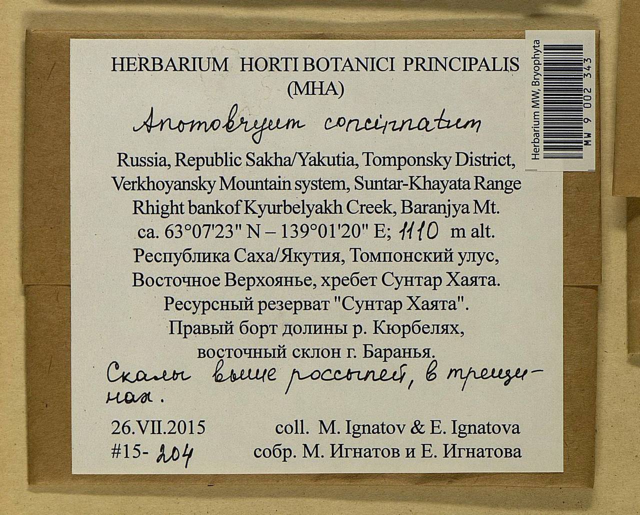 Anomobryum concinnatum (Spruce) A. Jaeger, Bryophytes, Bryophytes - Yakutia (B19) (Russia)