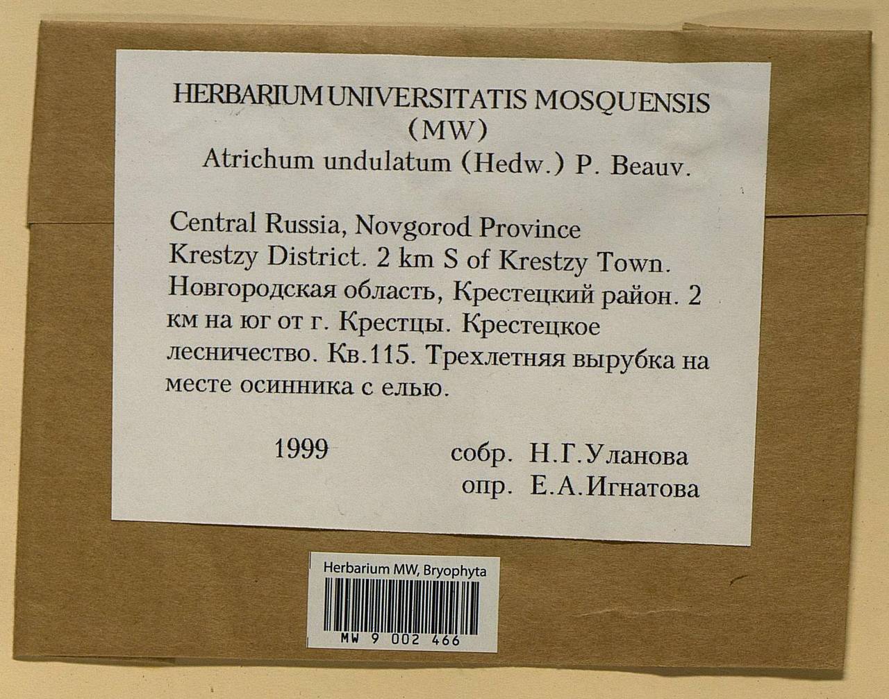 Atrichum undulatum (Hedw.) P. Beauv., Bryophytes, Bryophytes - Novgorod & Pskov Oblasts (B5) (Russia)