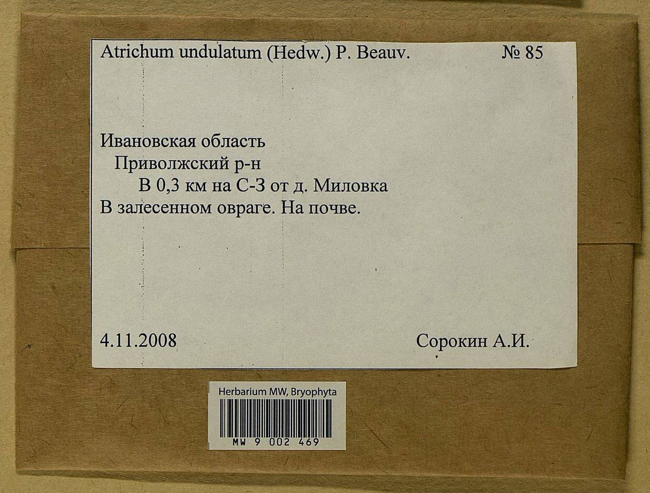 Atrichum undulatum (Hedw.) P. Beauv., Bryophytes, Bryophytes - Middle Russia (B6) (Russia)