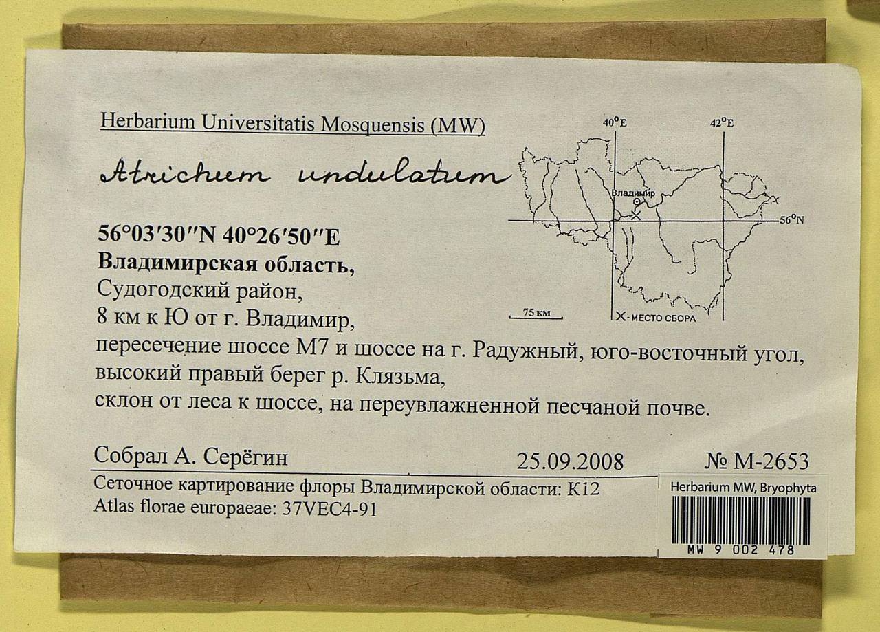 Atrichum undulatum (Hedw.) P. Beauv., Bryophytes, Bryophytes - Middle Russia (B6) (Russia)