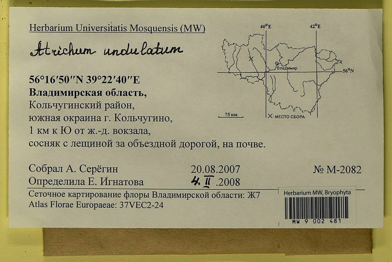 Atrichum undulatum (Hedw.) P. Beauv., Bryophytes, Bryophytes - Middle Russia (B6) (Russia)