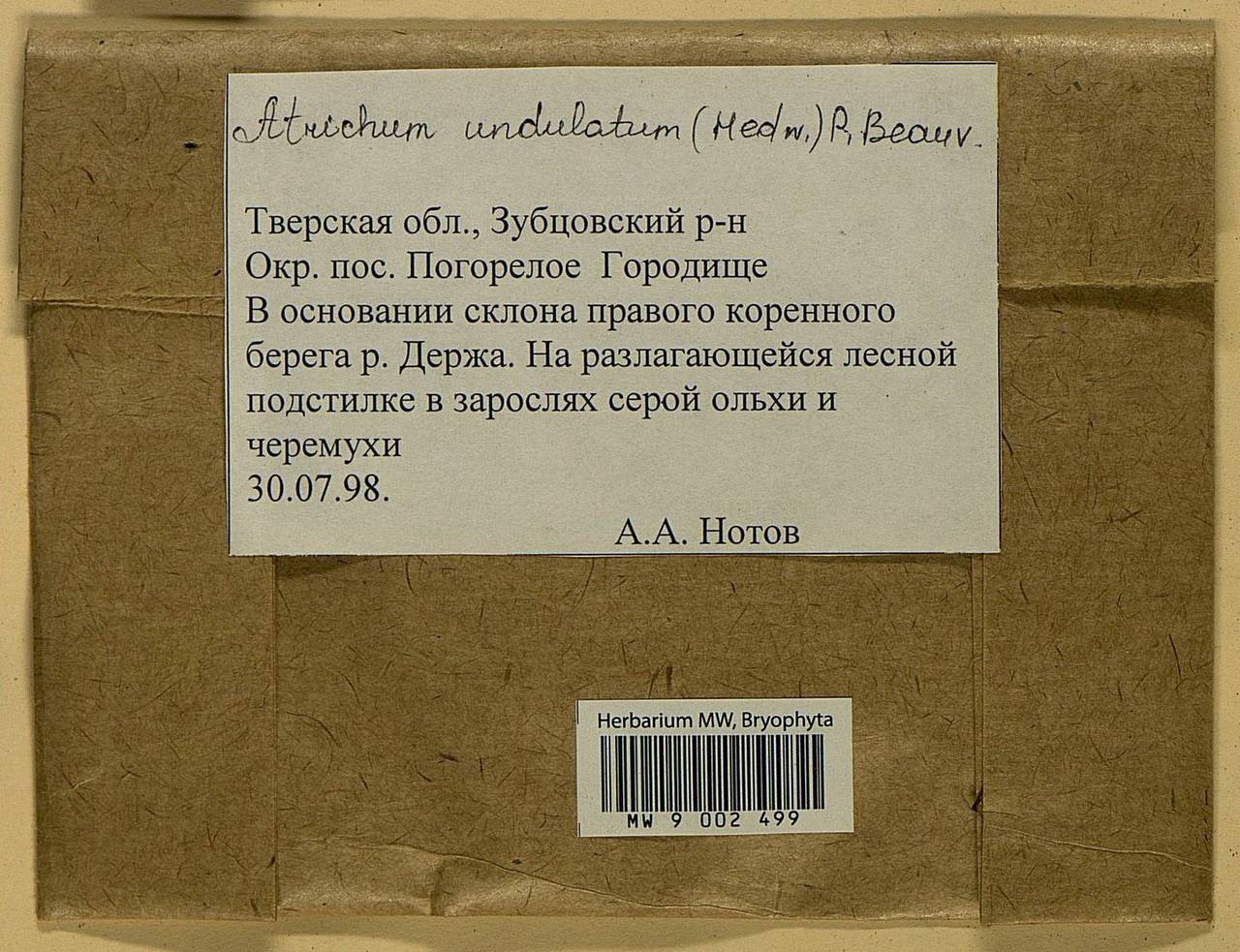 Atrichum undulatum (Hedw.) P. Beauv., Bryophytes, Bryophytes - Middle Russia (B6) (Russia)