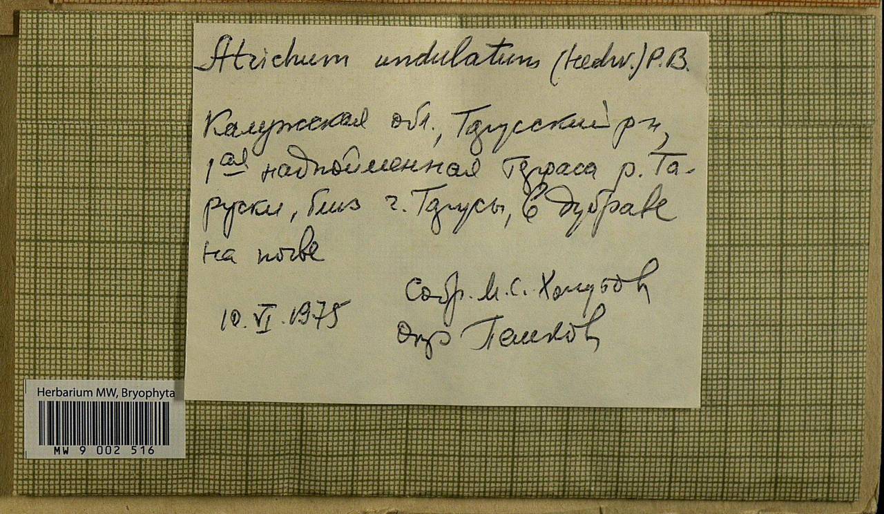 Atrichum undulatum (Hedw.) P. Beauv., Bryophytes, Bryophytes - Middle Russia (B6) (Russia)