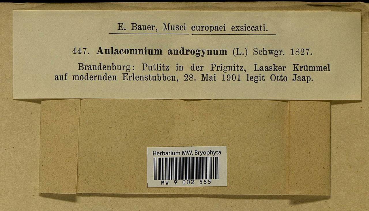 Aulacomnium androgynum (Hedw.) Schwägr., Bryophytes, Bryophytes - Western Europe (BEu) (Germany)