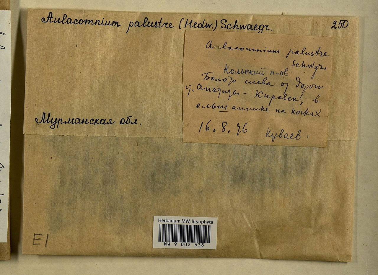 Aulacomnium palustre (Hedw.) Schwägr., Bryophytes, Bryophytes - Karelia, Leningrad & Murmansk Oblasts (B4) (Russia)