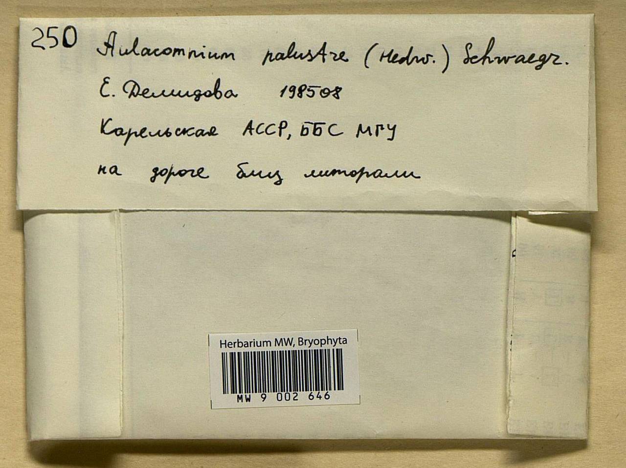 Aulacomnium palustre (Hedw.) Schwägr., Bryophytes, Bryophytes - Karelia, Leningrad & Murmansk Oblasts (B4) (Russia)